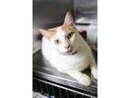 Adopt Moon a Domestic Short Hair