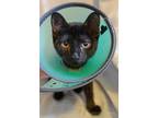 Adopt Megabyte a Domestic Short Hair