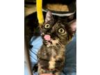 Adopt Mags a Domestic Short Hair