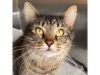Adopt Jennifur a Domestic Long Hair