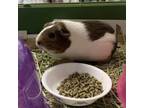 Adopt Cuddles with Sweetie a Guinea Pig