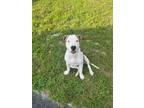 Adopt Peanut a Pit Bull Terrier