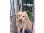 Adopt Molly a Pomeranian