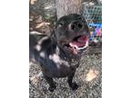 Adopt Gria (aka Oak) a Labrador Retriever
