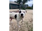 Adopt Demi a Pit Bull Terrier