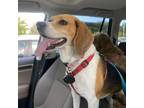 Adopt RJ a Beagle
