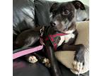 Adopt Baylee a American Staffordshire Terrier, Pit Bull Terrier