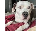 Adopt Stella a American Staffordshire Terrier, Pit Bull Terrier