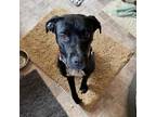 Adopt Kyra a Labrador Retriever