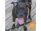 Adopt Amelia a Pit Bull Terrier, Mixed Breed