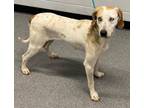 Adopt Beatrice a Hound