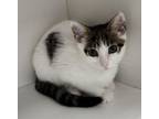 Adopt Sugar Pea a Domestic Short Hair