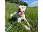 Adopt Lola FKA Senorita a Pit Bull Terrier