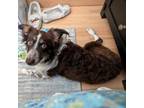 Adopt Olivia D17197 a Australian Shepherd
