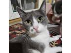 Adopt Patissiere a Domestic Short Hair