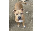 Adopt Toffee a American Staffordshire Terrier