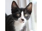 Adopt Zayda a Domestic Short Hair