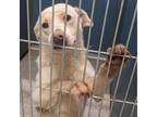 Adopt BRENDA Available NOW - ADOPTION or RESCUE! a Mixed Breed