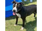 Adopt SANDY Available NOW - ADOPTION or RESCUE! a Mixed Breed