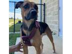 Adopt RAVEN Available NOW - ADOPTION or RESCUE! a Mixed Breed