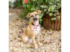 Adopt Hush Puppy a Jack Russell Terrier