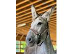 Adopt Daffy-Adoption Pending a Donkey