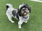 Adopt Cc a Shih Tzu
