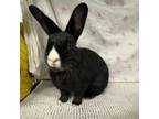 Adopt Misty a American