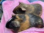 Adopt Coco a Guinea Pig