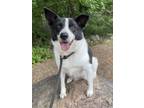 Adopt Eliza a Border Collie, Shiba Inu