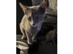 Adopt Mittens KITTEN a Domestic Short Hair