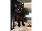 Adopt Cleo a Domestic Short Hair