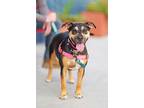 Adopt Stormie a Pit Bull Terrier, Australian Cattle Dog / Blue Heeler