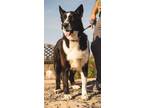 Adopt Hazel a Husky