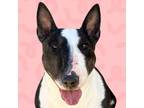 Adopt Rosie a Bull Terrier