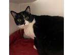 Adopt OREO a Domestic Short Hair