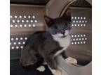 Adopt May a Domestic Short Hair