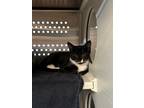 Adopt April a Domestic Short Hair