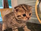 Scottish Fold