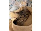 Adopt Hibiscus a Domestic Short Hair