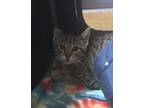 Adopt Marigold a Domestic Short Hair