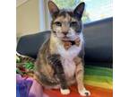Adopt Holt a Domestic Short Hair