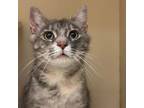 Adopt Tina a Domestic Short Hair