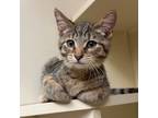 Adopt Cabby a Domestic Short Hair