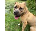 Adopt Moonbeam a Shar-Pei, Mixed Breed
