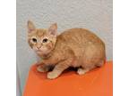 Adopt Jamie a Domestic Short Hair, American Bobtail