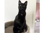 Adopt Beeley a Domestic Short Hair