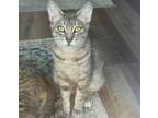 Adopt Esther a Domestic Short Hair, Tabby
