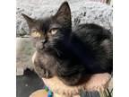 Adopt Tacocat (6th st stray 2) a Domestic Short Hair