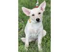 Adopt Pacer a Carolina Dog, Mixed Breed
